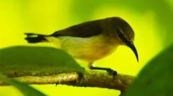 Nature,s quiet watcher