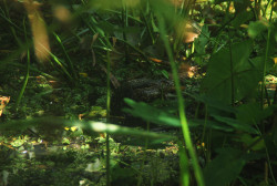 Camouflage Master