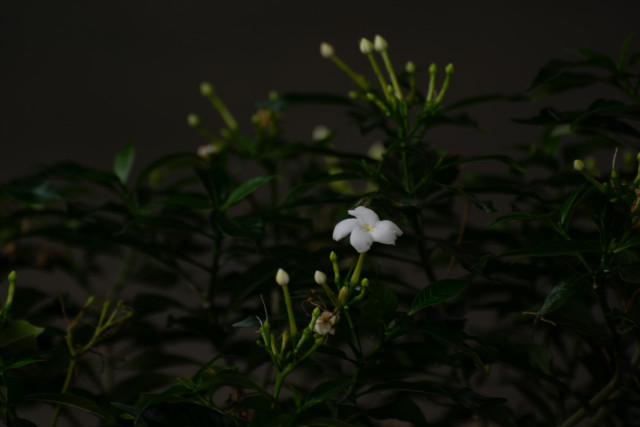 Flowers that make nature beautiful