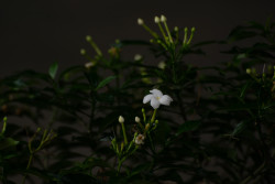 Flowers that make nature beautiful