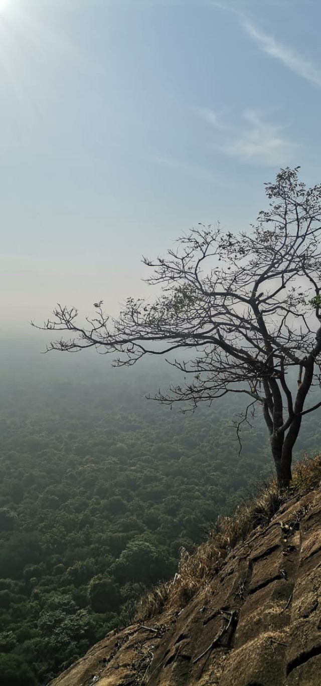 Nature’s Embrace