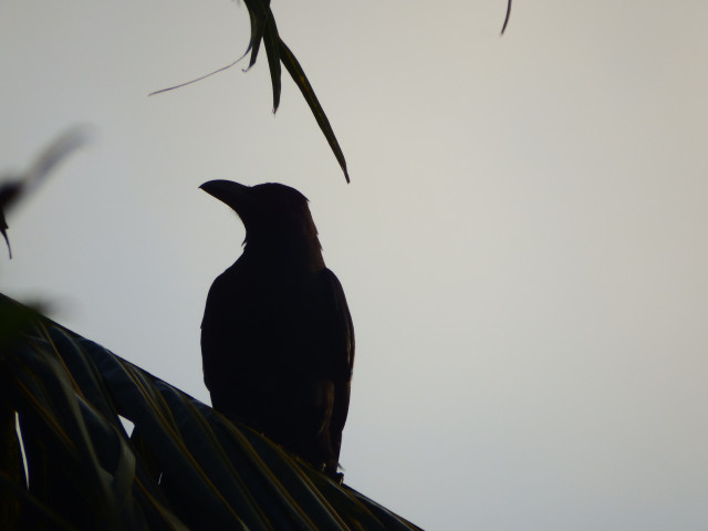 The Watcher at Dusk