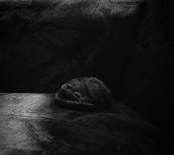 The Small Innocent Life Curling to escape reality