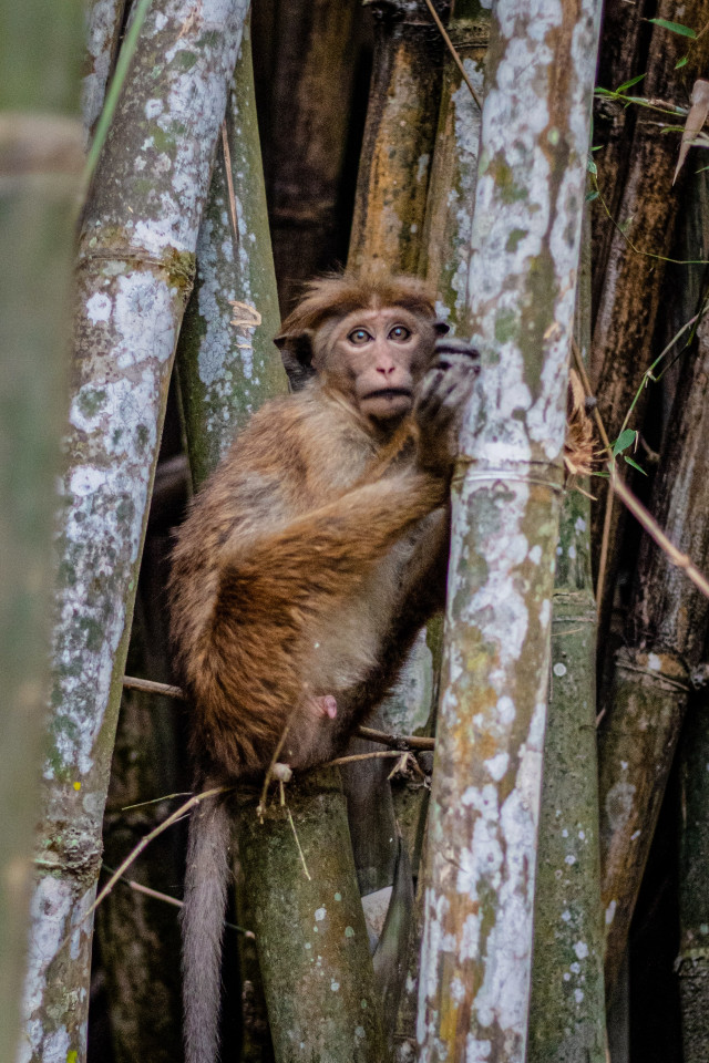 A Little Monkey