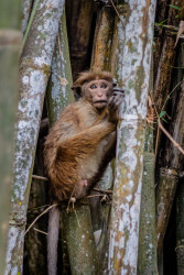 A Little Monkey