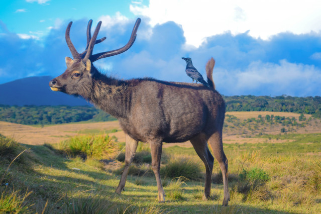 Deer in the plains