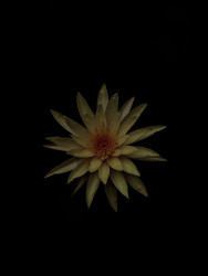 NW Abheetha 01 Nymphaea
