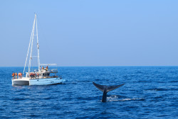 Whale tail