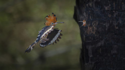 Flight of Love