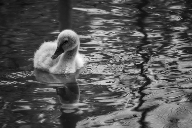 The ugly duckling