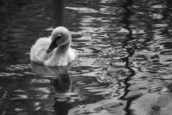The ugly duckling