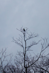 A Solitude For Wings