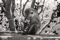 Mothers love