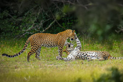 Wild Care