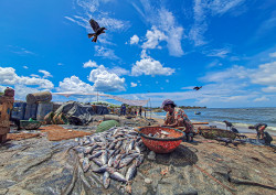 Harvest of the Sea
