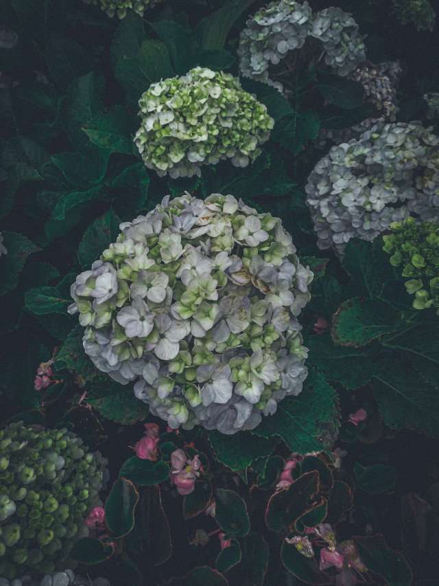 Hydrangea