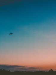 Stork and the sunset