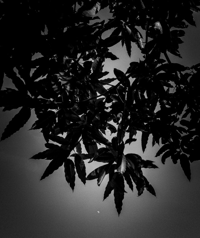 Moon under the mango leaves
