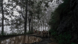 Fog kissed morning