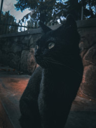 Catch light of the cat
