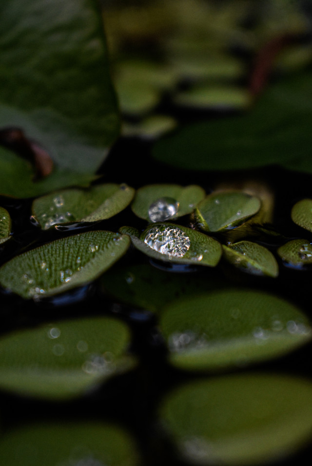 Liquid Crystal