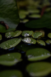 Liquid Crystal