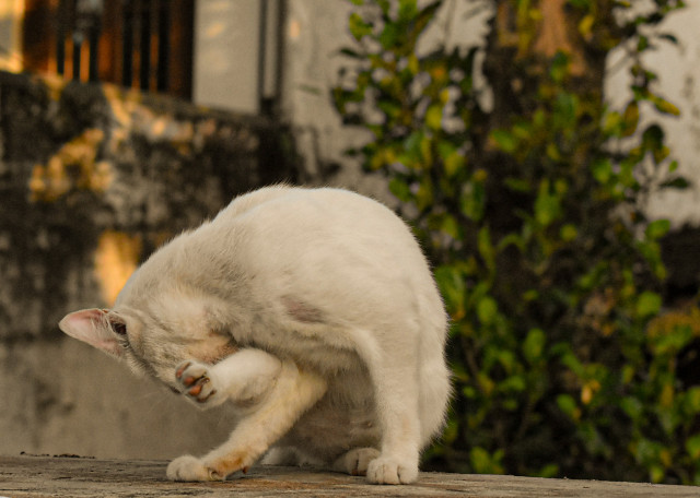 Silent Prowler