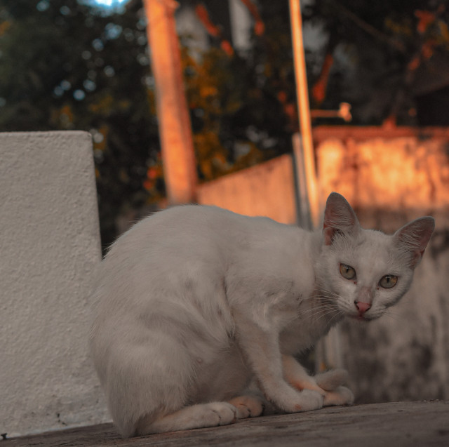 Eyes Of Mystery