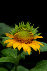 Rising With The Sun
