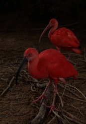 Scarlet Beauties