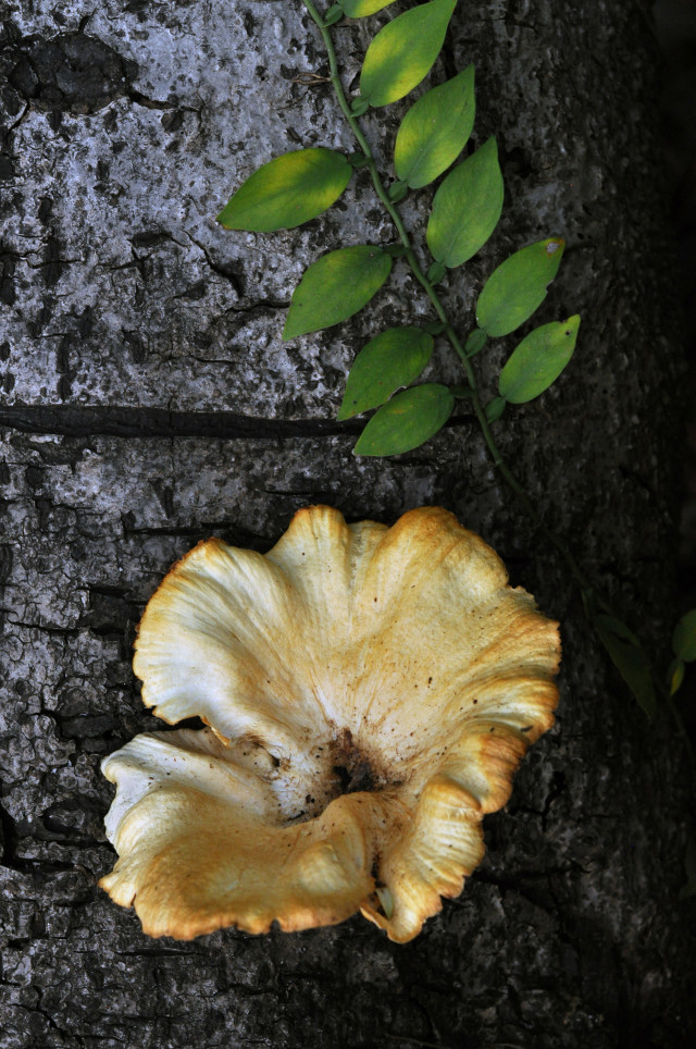 Fungi Fantasy
