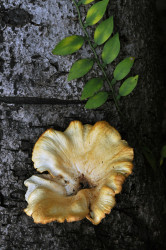 Fungi Fantasy