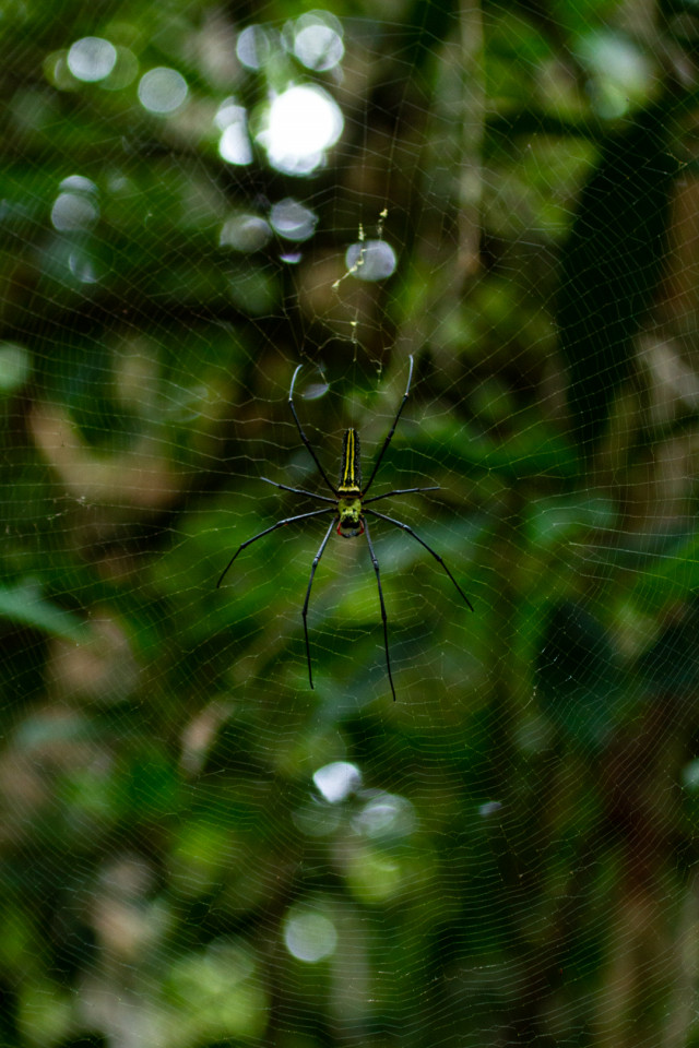 Spider