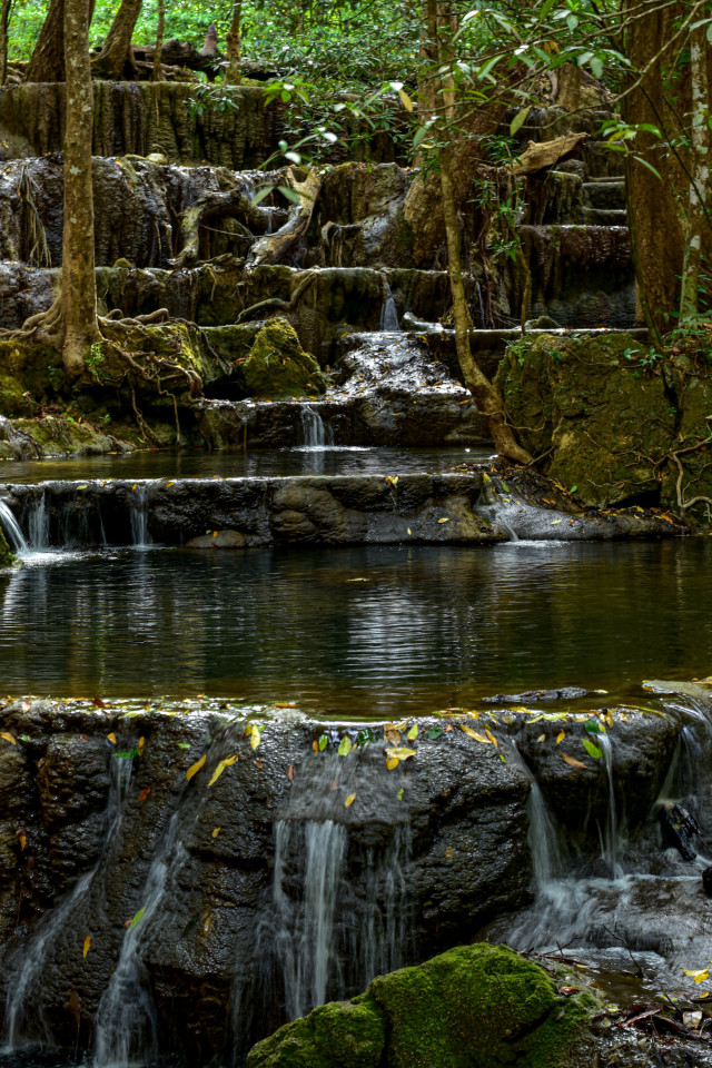 Jungle Serenity
