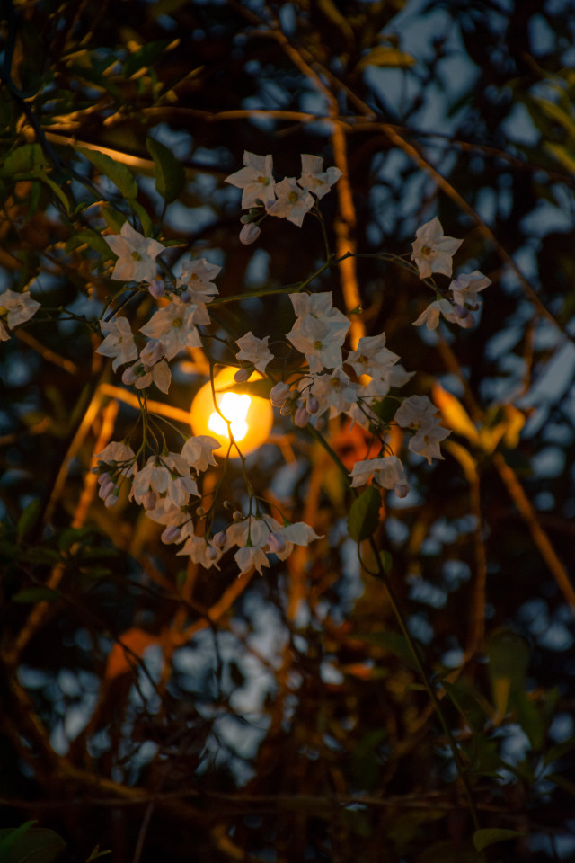 The Blossom