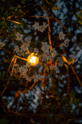 The Blossom