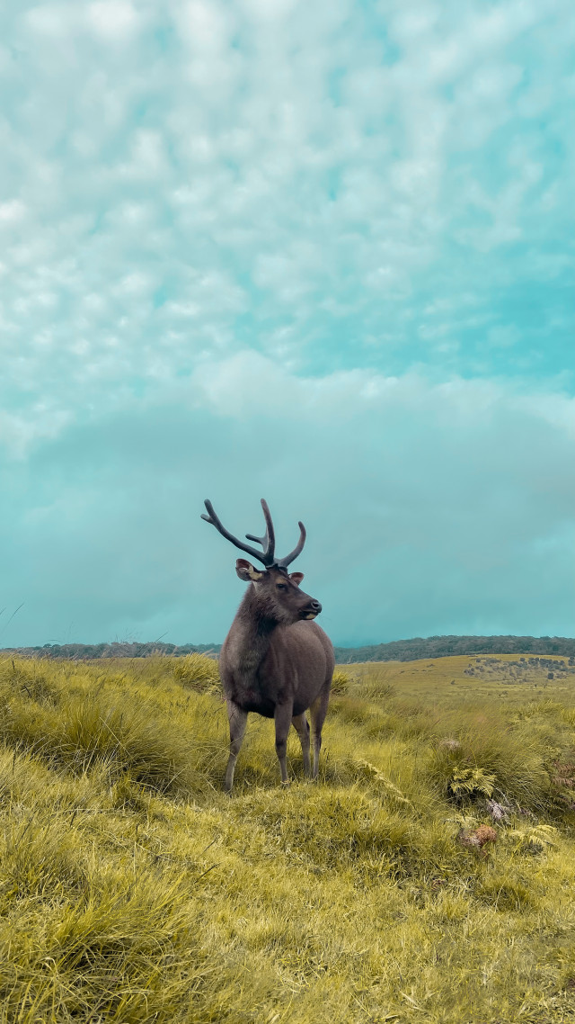 Seeker of Horton Plains