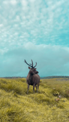 Seeker of Horton Plains
