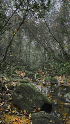 Misty Woods of Sinharaja