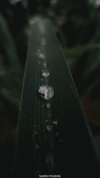 Rainy Vibes