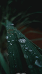 Rainy Vibes