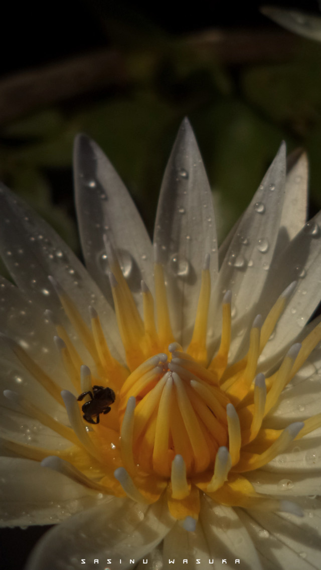 Beauty Of Nature