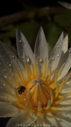 Beauty Of Nature