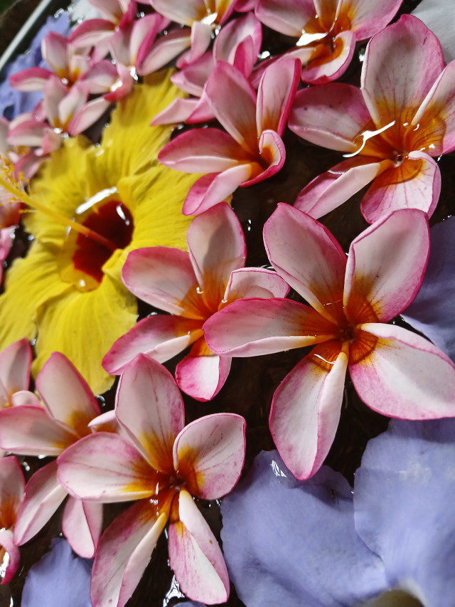 Flowerpond