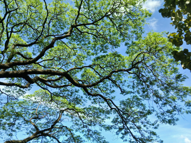 Skybranch