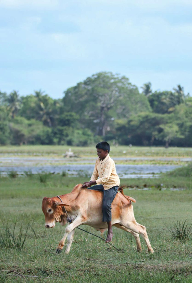 The Rider
