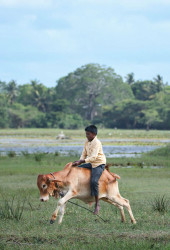 The Rider