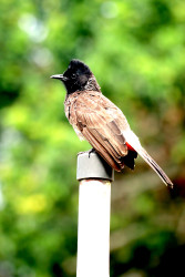 Shared Harmony , Perch of Pause