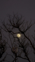 Moon framed by silence