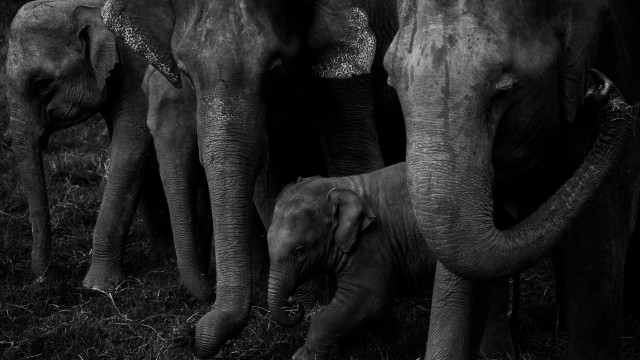 M_Senura_01_Ali Muhuda – The Sea of Elephants